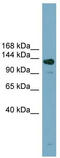 ASXL Transcriptional Regulator 2 antibody, TA344889, Origene, Western Blot image 