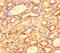 C-X-C motif chemokine 11 antibody, A54097-100, Epigentek, Immunohistochemistry paraffin image 