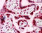 High Mobility Group Box 2 antibody, 51-469, ProSci, Enzyme Linked Immunosorbent Assay image 