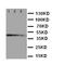 Lamin A/C antibody, orb48909, Biorbyt, Western Blot image 