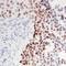 Jun Proto-Oncogene, AP-1 Transcription Factor Subunit antibody, orb315572, Biorbyt, Immunohistochemistry paraffin image 