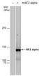 HIF-2-alpha antibody, GTX30114, GeneTex, Western Blot image 