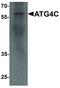 Autophagy Related 4C Cysteine Peptidase antibody, LS-B12153, Lifespan Biosciences, Western Blot image 