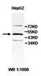 Zinc Finger Protein 19 antibody, orb77989, Biorbyt, Western Blot image 