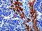 Epoxide Hydrolase 1 antibody, orb518272, Biorbyt, Immunohistochemistry paraffin image 