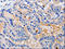 Cyclin-dependent kinase 10 antibody, orb518716, Biorbyt, Immunohistochemistry paraffin image 