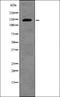 Hnf-4 antibody, orb339196, Biorbyt, Western Blot image 