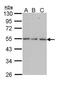 Septin 11 antibody, PA5-29533, Invitrogen Antibodies, Western Blot image 