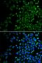 BCL2 Antagonist/Killer 1 antibody, orb129527, Biorbyt, Immunocytochemistry image 