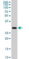 TATA-Box Binding Protein Associated Factor 11 antibody, H00006882-M04, Novus Biologicals, Western Blot image 