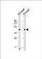 Lipoic Acid Synthetase antibody, PA5-72337, Invitrogen Antibodies, Western Blot image 