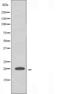 Ribosomal Protein L15 antibody, orb226223, Biorbyt, Western Blot image 
