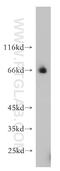 RNA Binding Motif Protein 42 antibody, 15407-1-AP, Proteintech Group, Western Blot image 