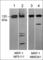 Neuropilin 1 antibody, NM5341, ECM Biosciences, Western Blot image 