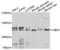 Ubiquitin Like Modifier Activating Enzyme 1 antibody, LS-C331054, Lifespan Biosciences, Western Blot image 