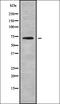 POB1 antibody, orb338597, Biorbyt, Western Blot image 