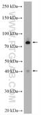 Centrosomal Protein 89 antibody, 24002-1-AP, Proteintech Group, Western Blot image 