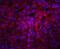 ORAI Calcium Release-Activated Calcium Modulator 1 antibody, 4281, ProSci, Immunofluorescence image 