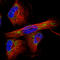Elongation factor Tu, mitochondrial antibody, AMAb90965, Atlas Antibodies, Immunocytochemistry image 