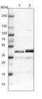 Lipoic Acid Synthetase antibody, PA5-53861, Invitrogen Antibodies, Western Blot image 