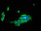 Leukocyte immunoglobulin-like receptor subfamily B member 1 antibody, LS-C674416, Lifespan Biosciences, Immunofluorescence image 