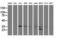 DNA excision repair protein ERCC-1 antibody, LS-C797277, Lifespan Biosciences, Western Blot image 