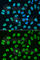 Histone Cluster 4 H4 antibody, A7258, ABclonal Technology, Immunofluorescence image 