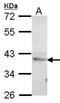 CAMP Responsive Element Binding Protein 3 antibody, GTX102169, GeneTex, Western Blot image 