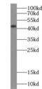 Actin, alpha skeletal muscle antibody, FNab00321, FineTest, Western Blot image 