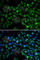 NFIL3 antibody, A7294, ABclonal Technology, Immunofluorescence image 