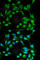 Inducible T Cell Costimulator antibody, A1811, ABclonal Technology, Immunofluorescence image 