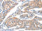 Ecto-ADP-ribosyltransferase 4 antibody, CSB-PA725796, Cusabio, Immunohistochemistry frozen image 