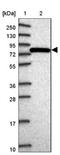 Golgi Associated, Gamma Adaptin Ear Containing, ARF Binding Protein 1 antibody, NBP2-14047, Novus Biologicals, Western Blot image 