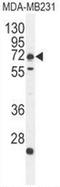 Regulator Of MON1-CCZ1 antibody, AP52692PU-N, Origene, Western Blot image 