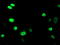 UNG1 antibody, TA503534, Origene, Immunofluorescence image 