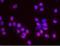 Transformation/Transcription Domain Associated Protein antibody, NB100-58811, Novus Biologicals, Proximity Ligation Assay image 