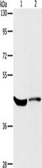 Potassium Voltage-Gated Channel Subfamily A Member 7 antibody, TA351312, Origene, Western Blot image 