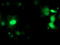 Migration And Invasion Enhancer 1 antibody, LS-C175085, Lifespan Biosciences, Immunofluorescence image 