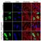 Histone Cluster 1 H2A Family Member M antibody, 710830, Invitrogen Antibodies, Immunofluorescence image 