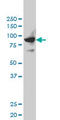 SH2 domain-containing protein 3C antibody, LS-C133619, Lifespan Biosciences, Western Blot image 