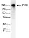 RNA Polymerase II antibody, NBP2-59213, Novus Biologicals, Western Blot image 