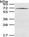 Neurosecretory protein VGF antibody, TA351912, Origene, Western Blot image 