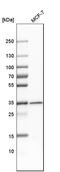 Metaxin-1 antibody, HPA011543, Atlas Antibodies, Western Blot image 