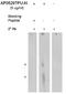 Arachidonate 5-Lipoxygenase Activating Protein antibody, AP05297PU-N, Origene, Western Blot image 