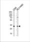 Core histone macro-H2A.2 antibody, TA328139, Origene, Western Blot image 