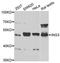Inhibitor Of Growth Family Member 3 antibody, A5832, ABclonal Technology, Western Blot image 