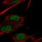 Homeobox protein Hox-C9 antibody, HPA072160, Atlas Antibodies, Immunofluorescence image 