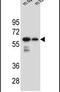 Carbohydrate Sulfotransferase 3 antibody, PA5-23963, Invitrogen Antibodies, Western Blot image 