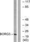 CDC42 Effector Protein 5 antibody, PA5-39085, Invitrogen Antibodies, Western Blot image 