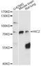 Hypermethylated in cancer 2 protein antibody, LS-C749315, Lifespan Biosciences, Western Blot image 